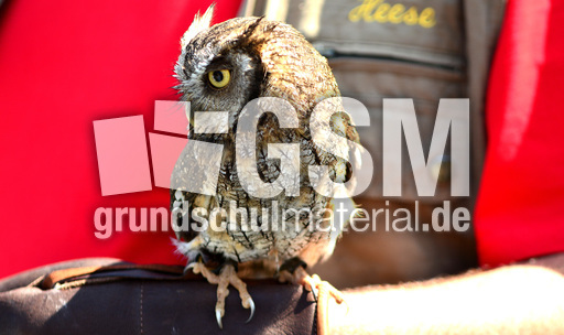 Choliba-Kreischeule (06).jpg